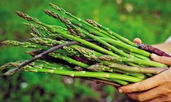 İzmir’de kuşkonmaz hasadı için geri sayım başladı: Bu eşsiz tarif damak çatlatacak