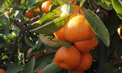 Maliyetler arttı, mandalina dalında kaldı: Tüketiciye üç katı!
