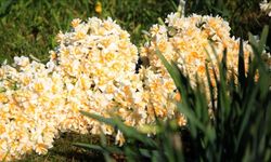 İzmir’in nergis cennetine imar darbesi: Üretim azaldı, festival ilk günde biter