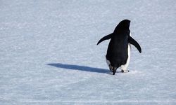Sosyal medya bunu konuşuyor: O penguen neden tek başına?