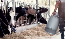 Çiğ süt fiyatına tepkiler sürüyor: Çiftliği satıp faize yatırsam daha iyi kazanırız!