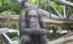 Dahi şempanze hayatını kaybetti