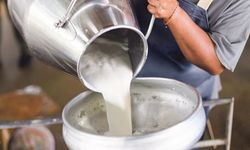 Ulusal Süt Konseyi çiğ süt satış fiyatını açıkladı