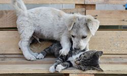 Evcil hayvanınızın yası, insan kaybetmek kadar ağır olabilir