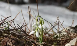 Manisa'nın kardelenleri açtı: Koparmanın cezası 699 bin TL