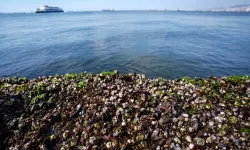 İzmir Körfezi'ndeki midyelerde alarm: Hepatit A ve Norovirüs tehlikesi!