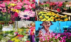 Doğa ve çiçek tutkunlarının dikkatine: Uluslararası festival için hazırlıklar başladı