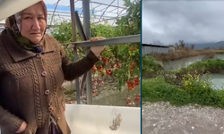 Muğla'da sel seraları vurdu ürünler heba oldu: Biz halimizi kime yanacağız?