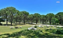 UNESCO adayı fıstık çamı deposuna yapılmak isteniyordu: Bergama’daki tartışmalı granit ocağı projesi yargıya taşındı