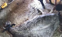 Aydın'da doğum yapan ineğe ekmek bıçağıyla müdahale: Suç duyurusunda bulunulacak!