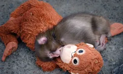 Sosyal medya bunu konuşuyor: Maymun Punch neden yalnız?