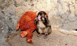 Yavru maymun Punch'ın tek arkadaşı peluştu: Yeni arkadaşlar edindi