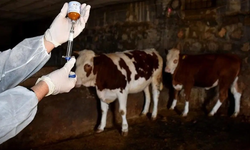 Muğla'da şap karantinası: 11 mahallede aşı ve dezenfeksiyon çalışması sürüyor