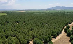 Manisa’da ormana dönüştürülen alana maden tehdidi!
