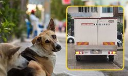 Karşıyaka’da sokak hayvanları toplatılıyor: Belediye tedavi dedi, mahalleli itiraz etti