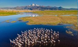 İzmir Yaşam Alanları'ndan sulak alanlar açıklaması: Kutlama değil, alarm günüdür!