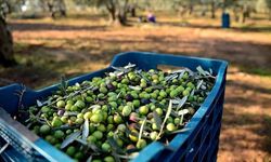 Zeytin fiyatları yüzde 500 zamlı: Üretici de tüketici de zararda!