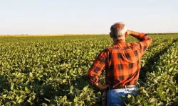 İzmir çiftçisi gelir elde edemiyor: Üretici zarar ediyor