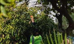 Balçova’da örnek dayanışma hamlesi: Dalında kalmış meyveler ihtiyaç sahibi sofralara!