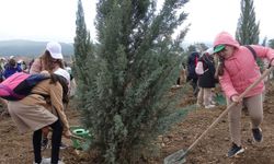 Orman Haftası: İzmir'de 100 bin fidan dikildi