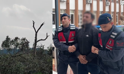 Aydın'da yüzlerce zeytin ağacını tahrip eden kişi salıverildi