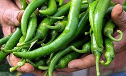 Bakanlıktan biber fiyatlarına inceleme: 1,8 milyon liralık ceza!