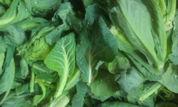 Mart sonuna kadar pazarlarda olacak: Cibes otu yemeği nasıl yapılır?