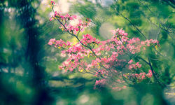 Son cemre toprağa düştü: Doğa takviminde bundan sonra neler var?