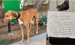 Dubai'den kaçanlar evcil hayvanlarını terk ediyor!