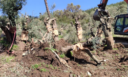 Milas’ta YK Enerji tekrar zeytinlikleri söküyor: 2 kişi gözaltına alındı!