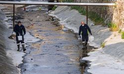 Sivrisinekle karıştırılıyor ama… İzmir’deki o tür için uzmanından açıklama geldi