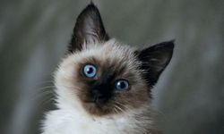 Kedilerdeki genetik şifre insanlara umut olacak