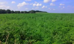 Kenevirde yeni dönem: Tıbbi üretim başlıyor, sıkı denetim geliyor