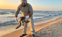 Kuşadası’nda deniz kaplumbağaları ölüyor: Trol avcılığı yasaklansın