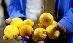 Bakanlık açıkladı: Limon ithalatında vergi kararı!