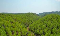 Çevre derneğinden Dünya Ormancılık Günü açıklaması: Kutlanacak bir tablo yok!