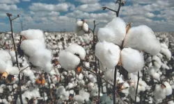 Pamukta kritik dönemeç: Üretim tehdit altında!