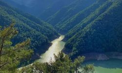 İzmir'in kalbinde orman banyosu: Terapi Ormanı'na nasıl gidilir?