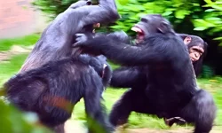 Uganda'daki şempanze kabilesinde 'iç savaş' çıktı!