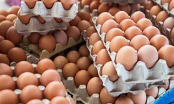 Yumurtada fiyat artacak korkusu başladı: İhracat kotası 5 kat arttı