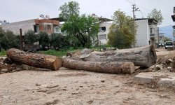 Aydın’da arazi tartışması: Mahalle yolunu tomruklarla kapattı