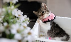 Ağır yaralanmıştı: Buca Belediyesi'nden ‘Zero’ için seferberlik