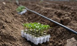 Bornova’da umut toprakla büyüyor: Kent Bostanları'nda yaz sezonu başladı