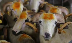 2026 kurbanlık fiyatları ne kadar? İşte güncel liste...