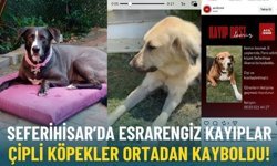 Seferihisar’da esrarengiz kayıplar: Çipli köpekler ortadan kayboldu!