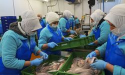 Ege’den dünya pazarına: Su ürünleri ihracatı yılın ilk çeyreğinde yaklaşık 553 milyon dolar oldu