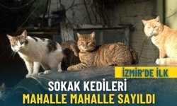 İzmir’de ilk: Sokak kedileri mahalle mahalle sayıldı