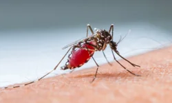 DSÖ açıkladı: 610 bin kişi 'sıtma' sebebiyle hayatını kaybetti