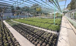 Karşıyaka Belediyesi’nden yeşil hamle: Artık çiçekler belediyenin kendi serasından