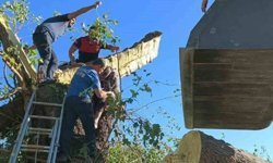 Kestiği ağacın altında kalarak can verdi!